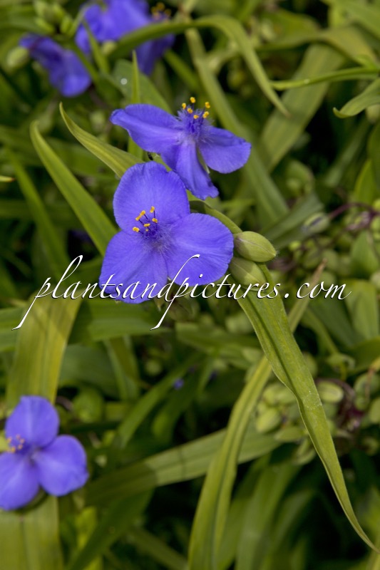 Tradescantia virginiana