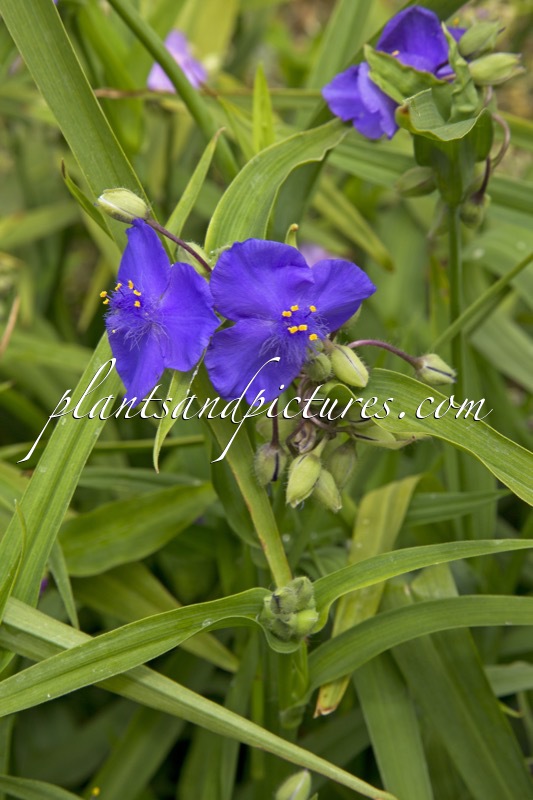 Tradescantia virginiana