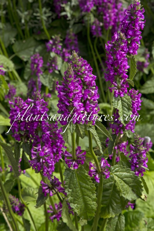 Betonica officinalis