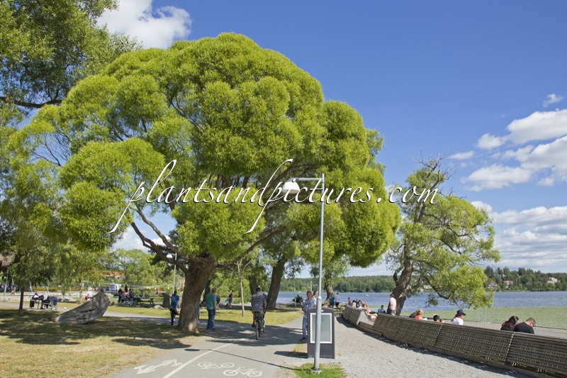 Salix rubens ‘Bullata’