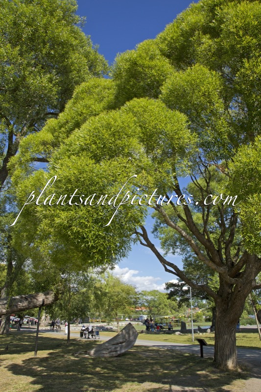 Salix rubens ‘Bullata’