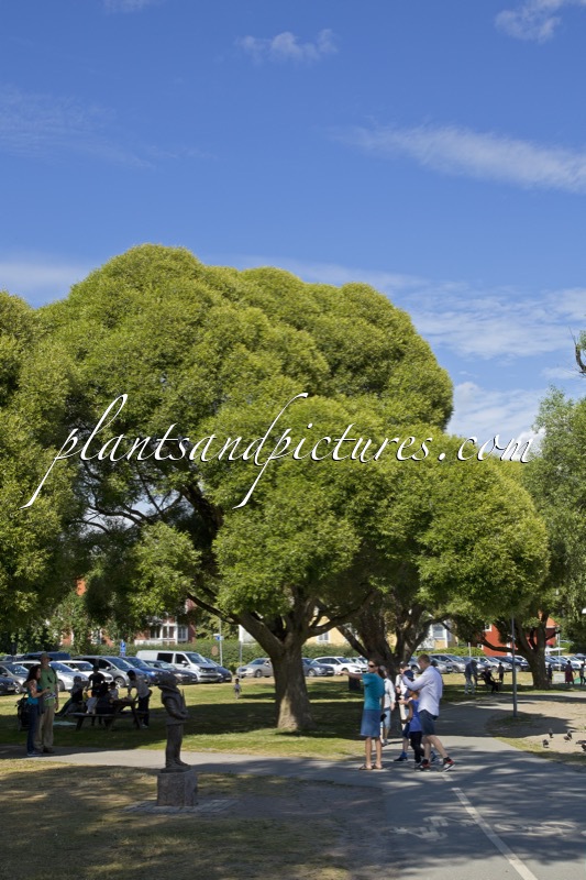 Salix rubens ‘Bullata’