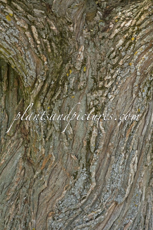 Salix rubens ‘Bullata’