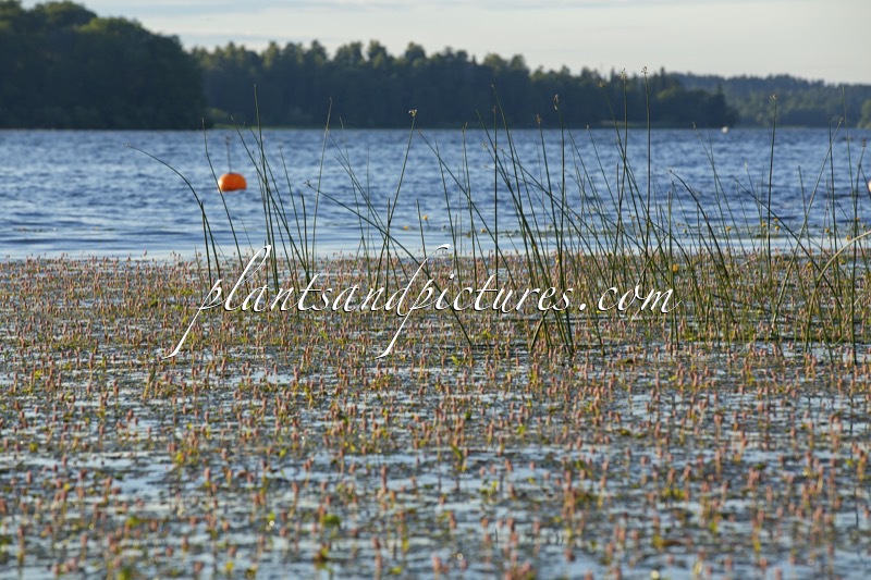 Schoenoplectus lacustris (+persicaria amphibia)