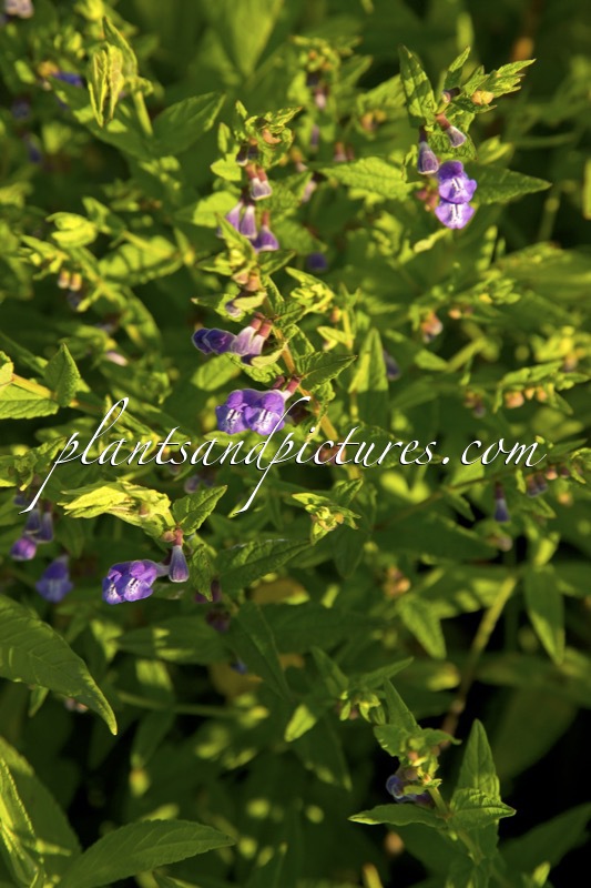 Scutellaria hastifolia