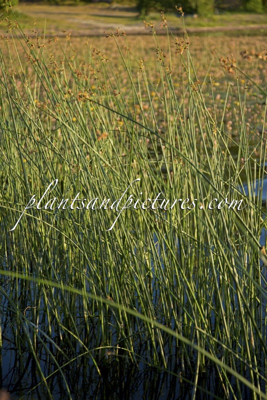 Schoenoplectus lacustris