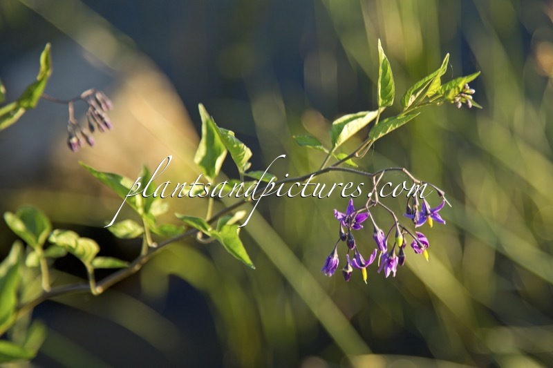 Solanum dulcamara