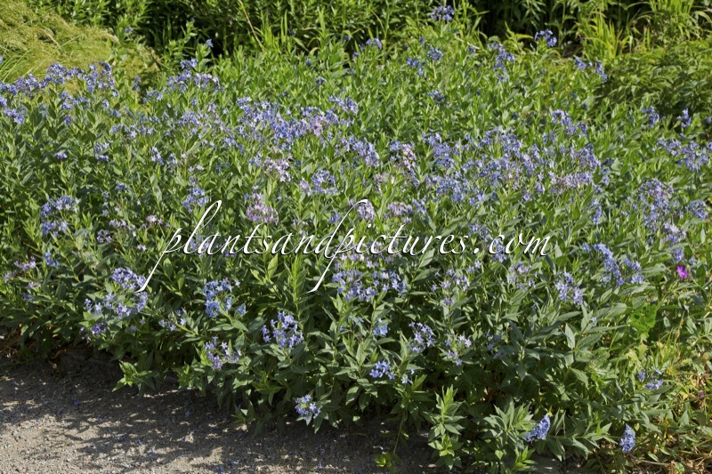Amsonia orientalis