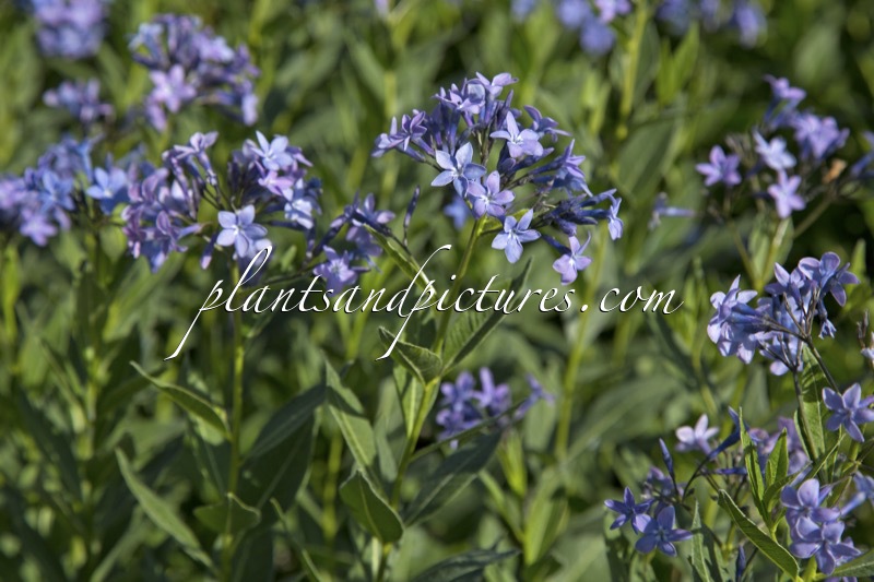 Amsonia orientalis