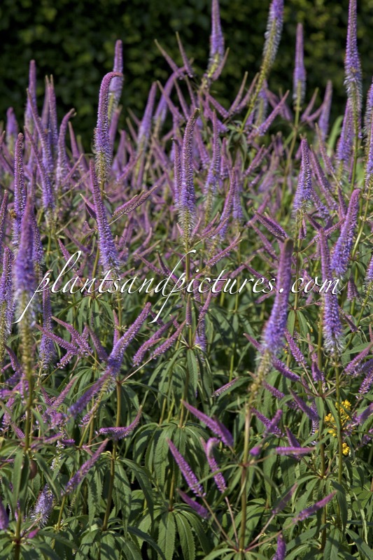 Veronicastrum virginicum ‘Temptation’