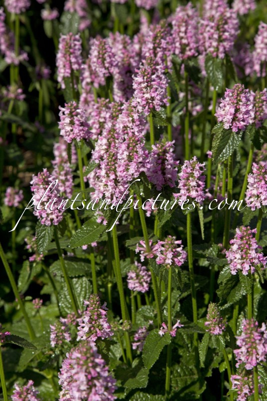 Betonica hirsuta ‘Rosea’
