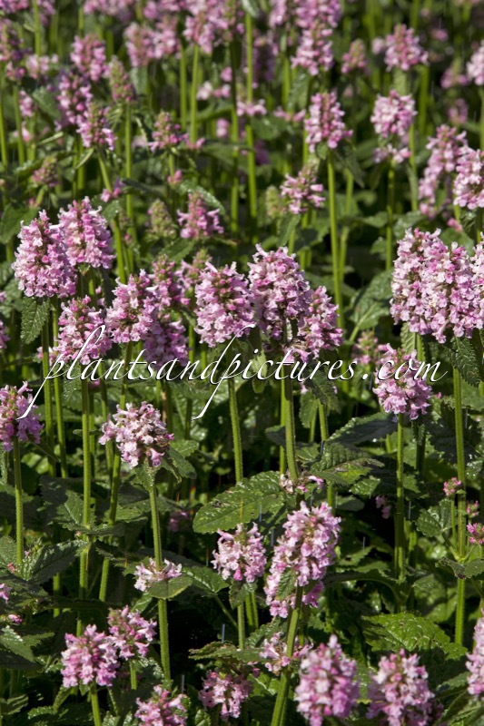 Betonica hirsuta ‘Rosea’