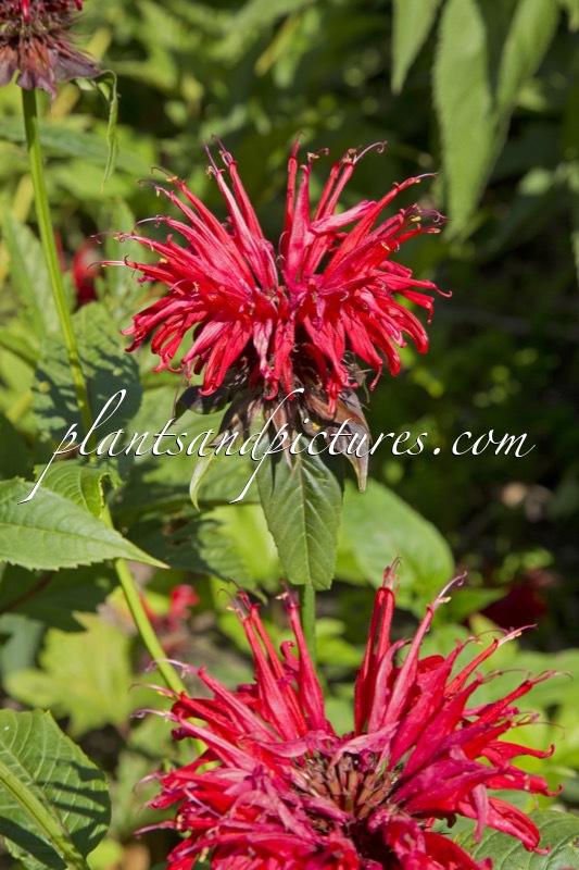 Monarda ‘Jacob Cline’