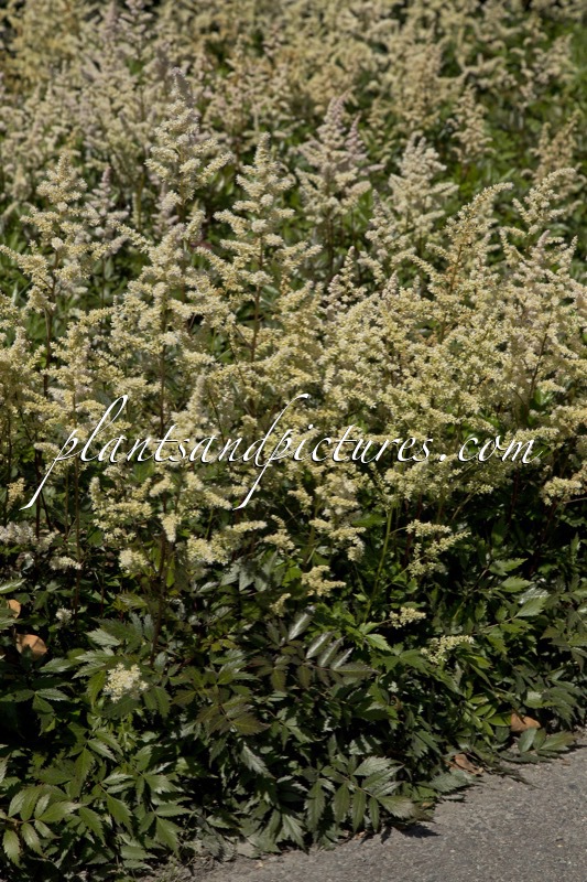 Astilbe ‘Bumalda’
