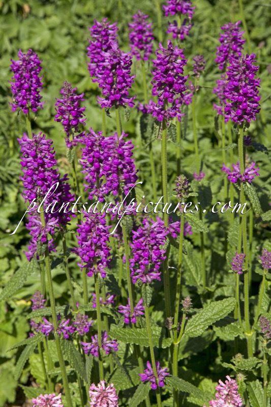 Betonica officinalis ‘Hummelo’