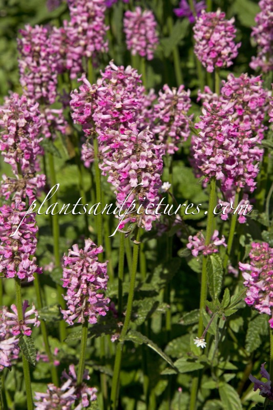 Betonica officinalis ‘Rosea’