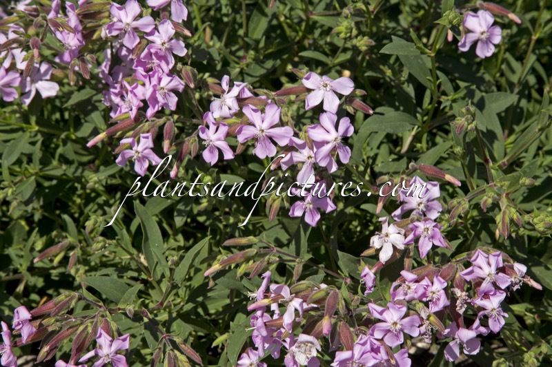 Saponaria lempergii ‘Max Frei’