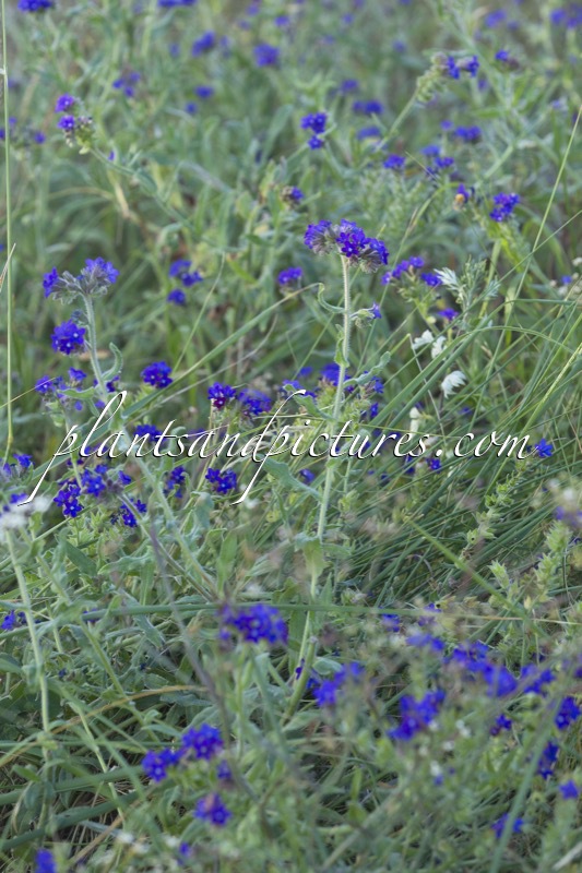 Anchusa officinalis