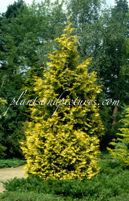 Thuja plicata ‘Zebrina Extra Gold’