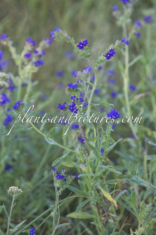 Anchusa officinalis