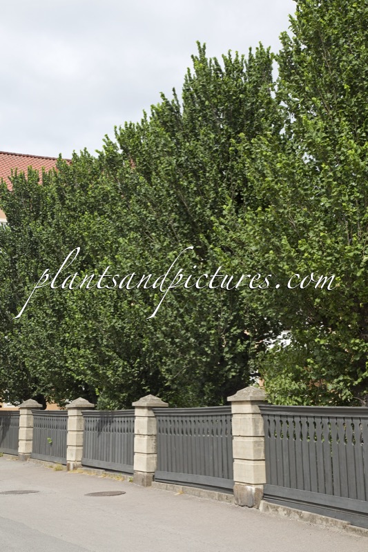 Ulmus glabra ‘Exoniensis’