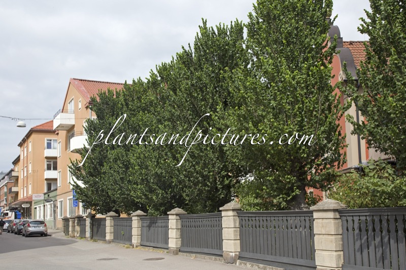 Ulmus glabra ‘Exoniensis’