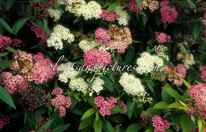 Spiraea japonica ‘Genpei’