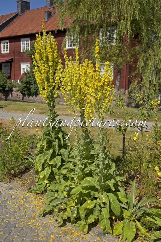 Verbascum speciosum