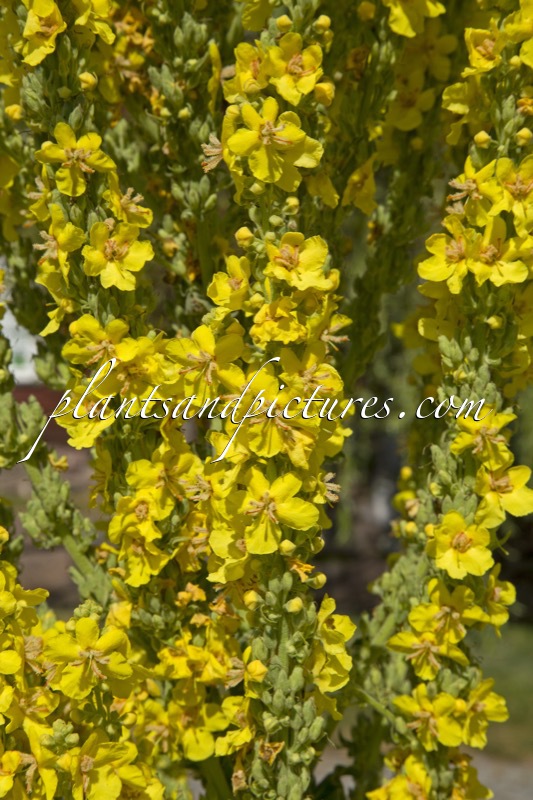 Verbascum speciosum