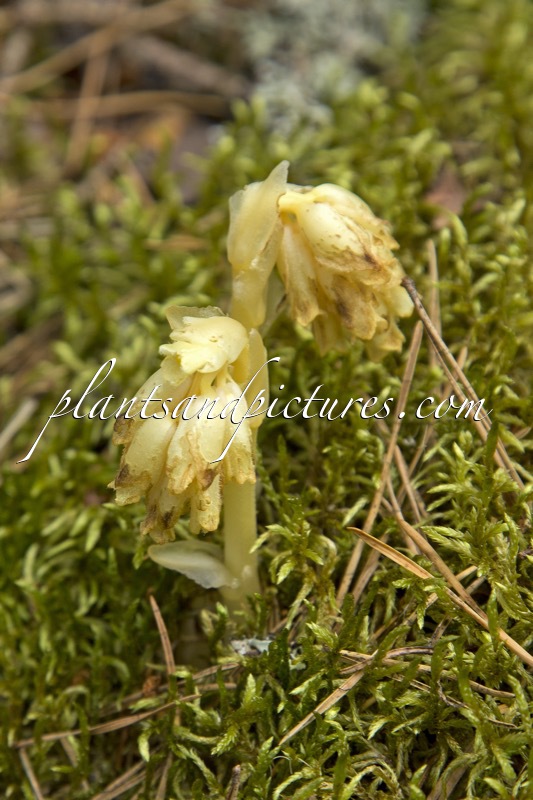 Monotropa hypopitys