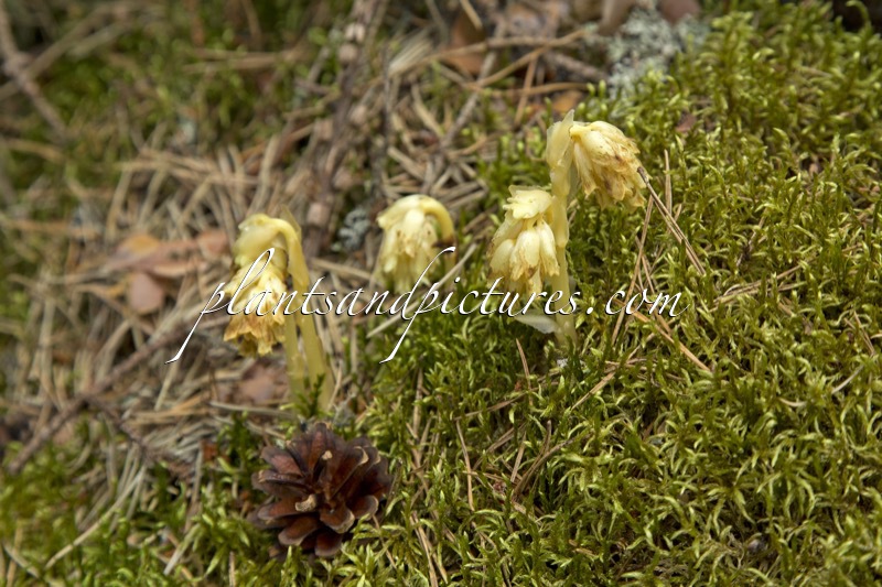 Monotropa hypopitys