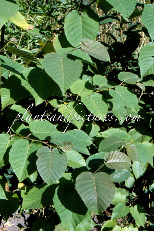Betula