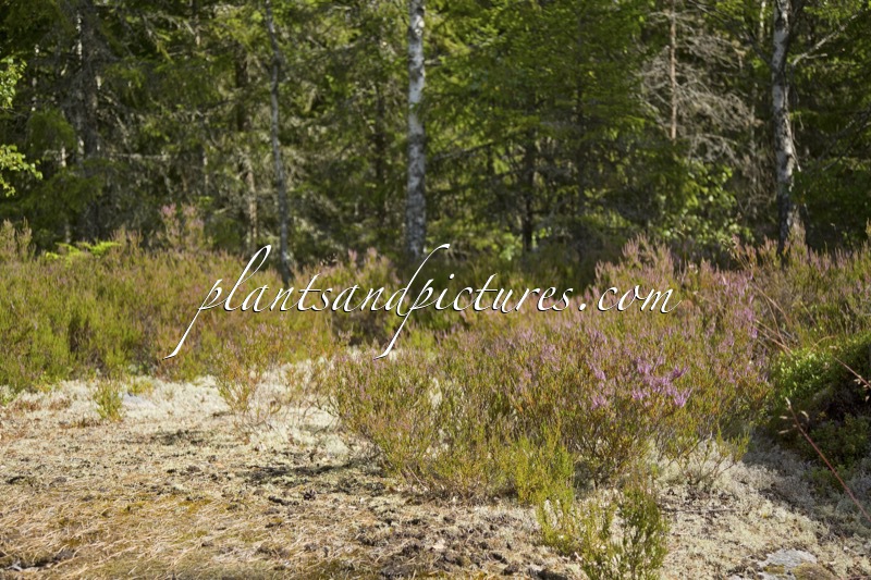 Calluna vulgaris