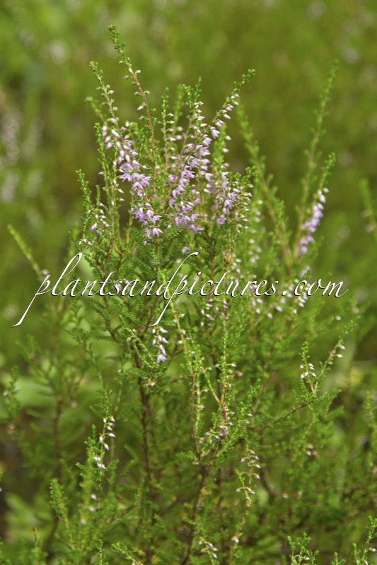 Calluna vulgaris