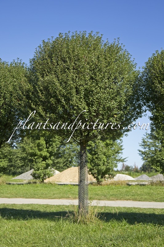 Prunus eminens ‘Umbraculifera’