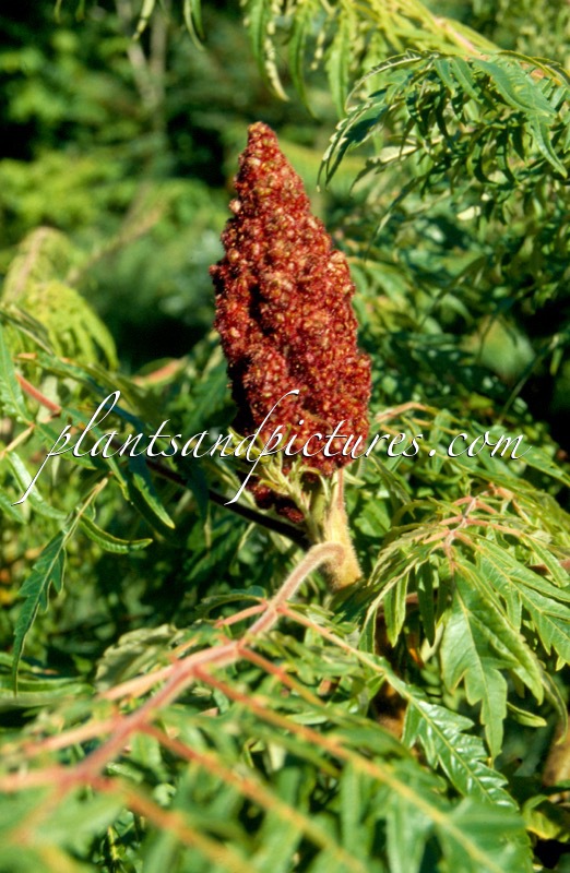 Rhus typhina ‘Dissecta’