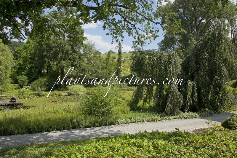 Arboretum Wojslawice