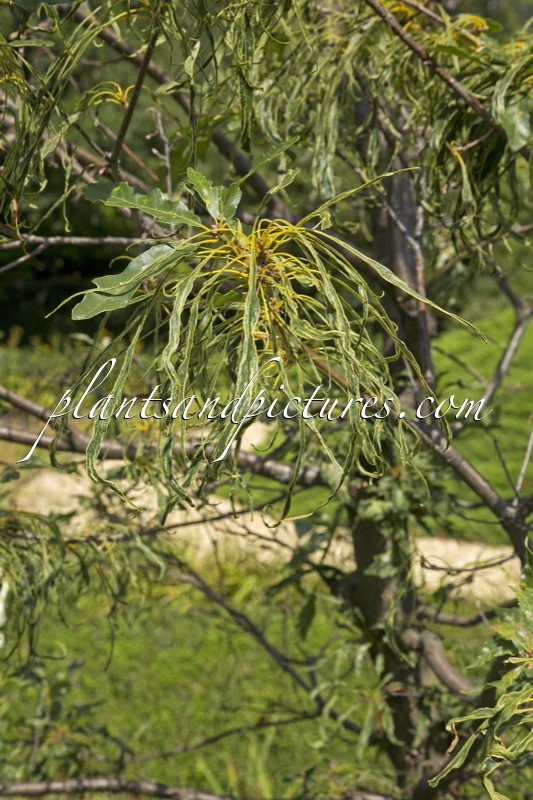 Quercus petraea ‘Insecata’