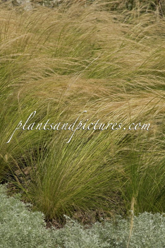 Stipa tenuissima ‘Ponytails’