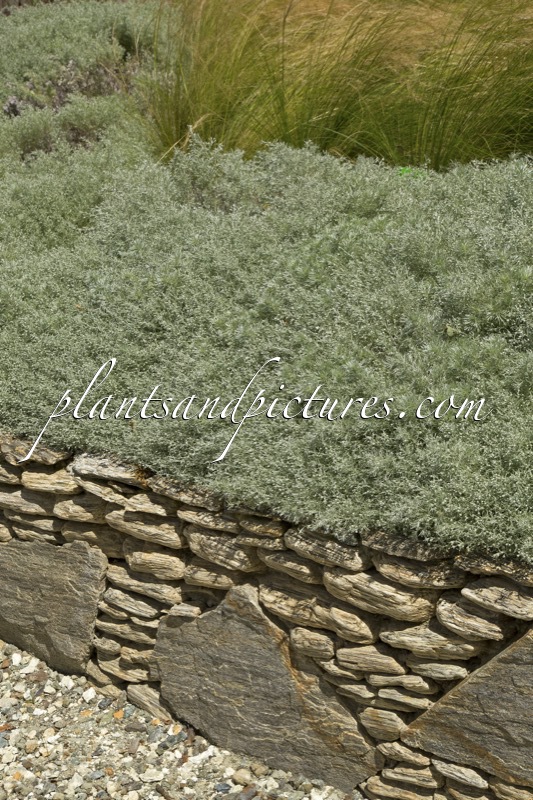 Artemisia schmidtiana ‘Nana’