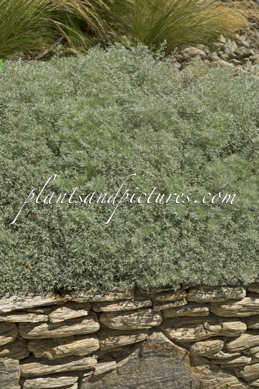 Artemisia schmidtiana ‘Nana’