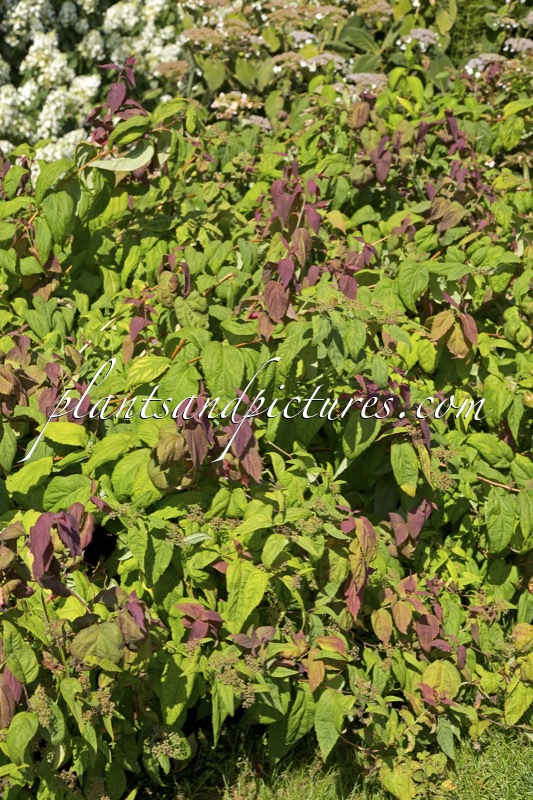 Spiraea japonica ‘Macrophylla’