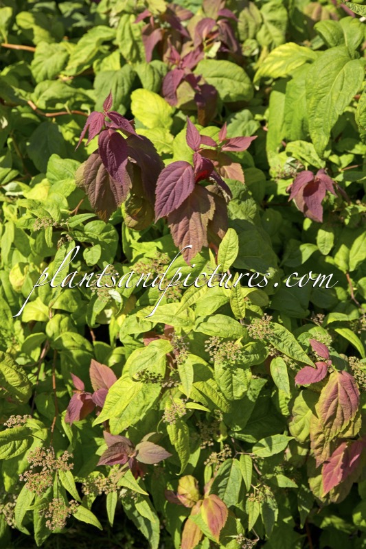 Spiraea japonica ‘Macrophylla’