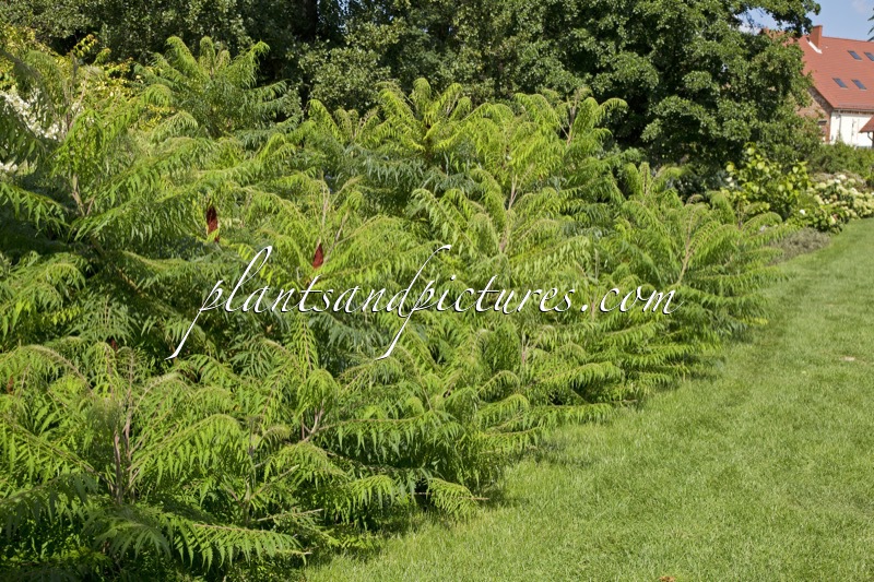 Rhus typhina ‘Dissecta’