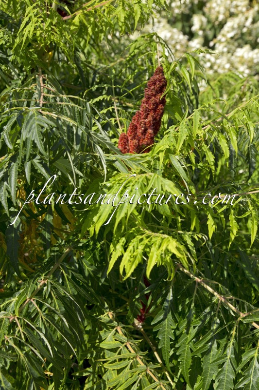 Rhus typhina ‘Dissecta’