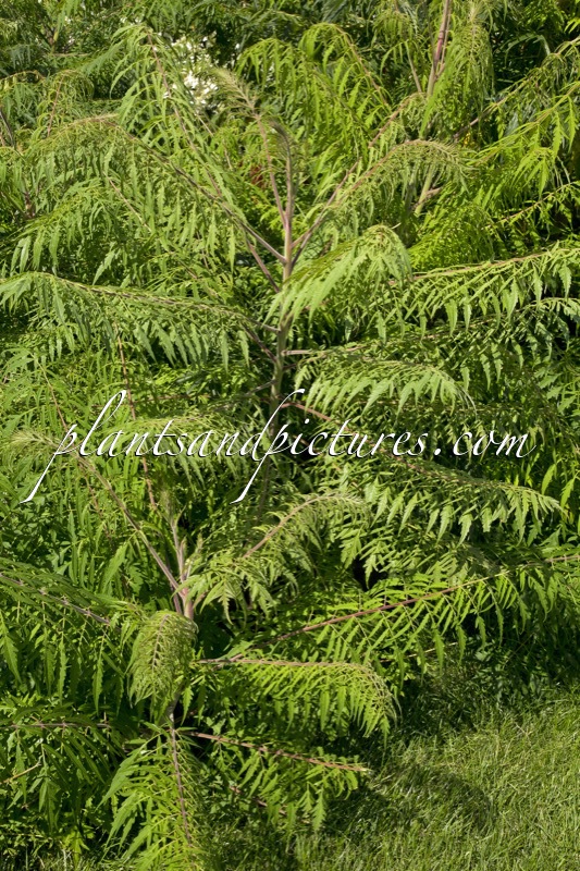 Rhus typhina ‘Dissecta’