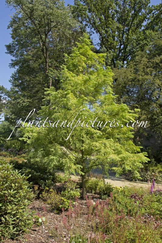 Metasequoia glyptostroboides ‘Spring Cream’