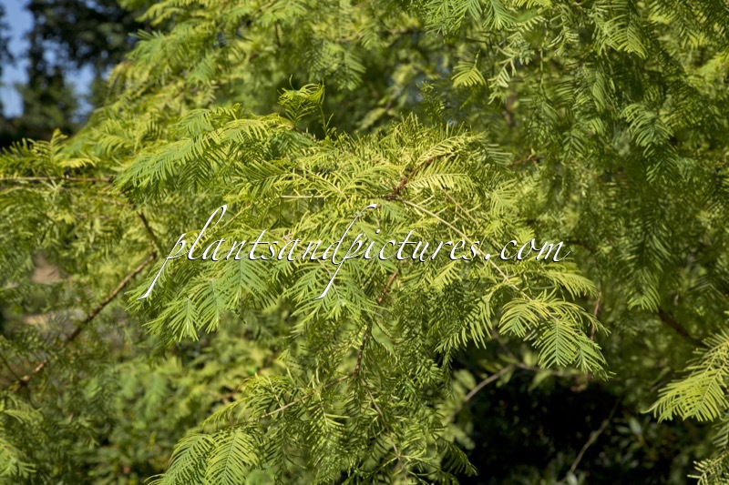 Metasequoia glyptostroboides ‘Spring Cream’