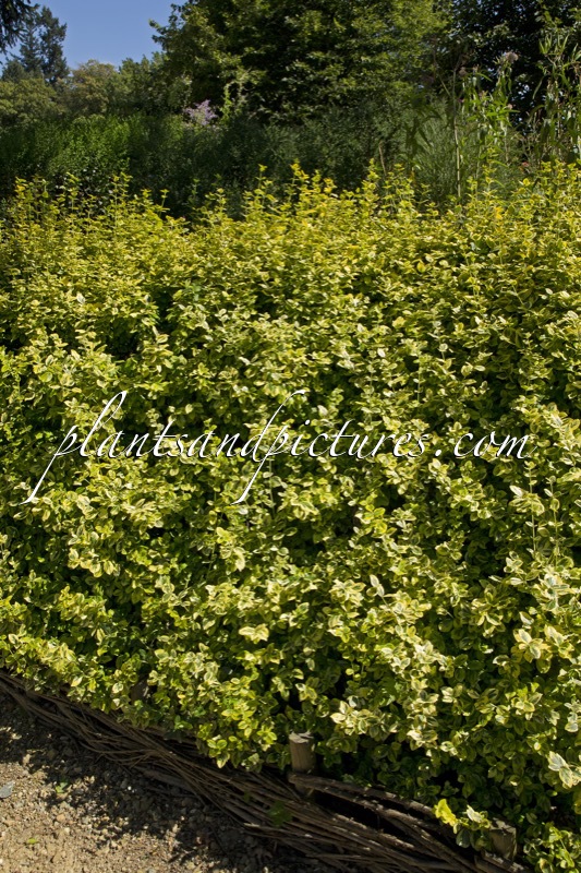 Euonymus fortunei ‘Canadale Gold’