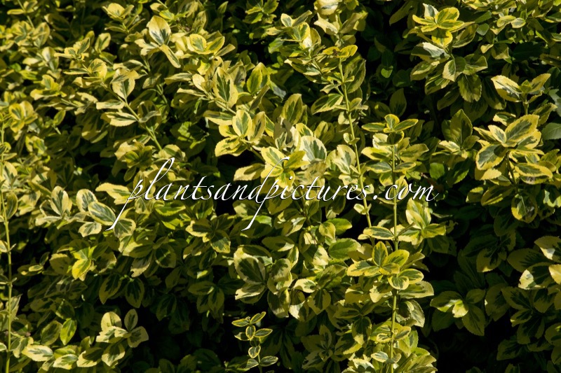 Euonymus fortunei ‘Canadale Gold’